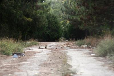 Прикрепленное изображение: DOg.jpg